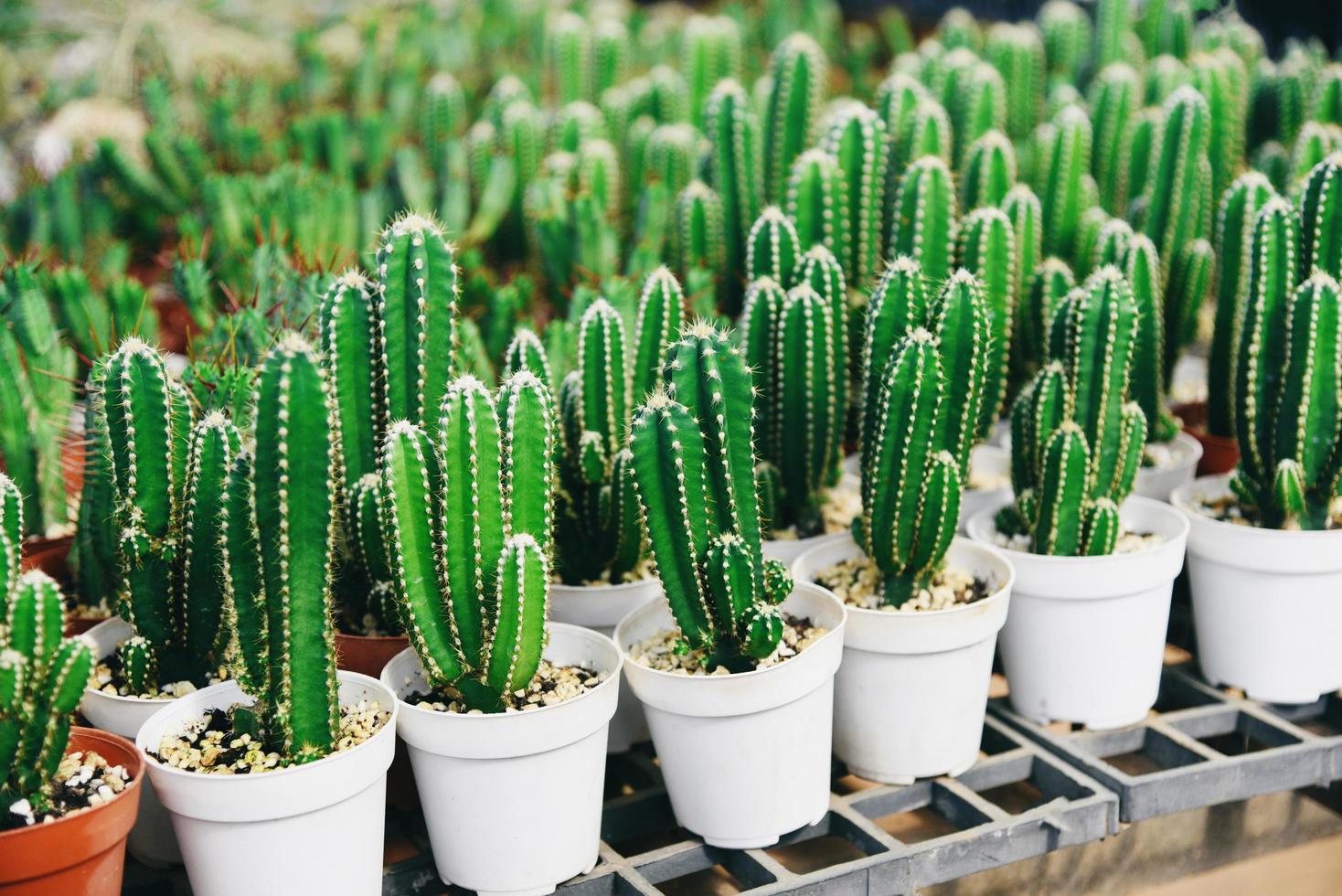 cactuspot in de natuurlijke plantentuin van de cactusboerderij, kleine verse cactus die binnenshuis in een bloempot groeit foto