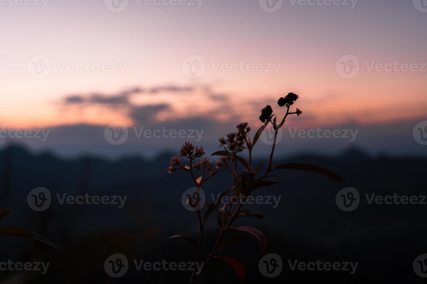 landschap berglandschap in de avond foto