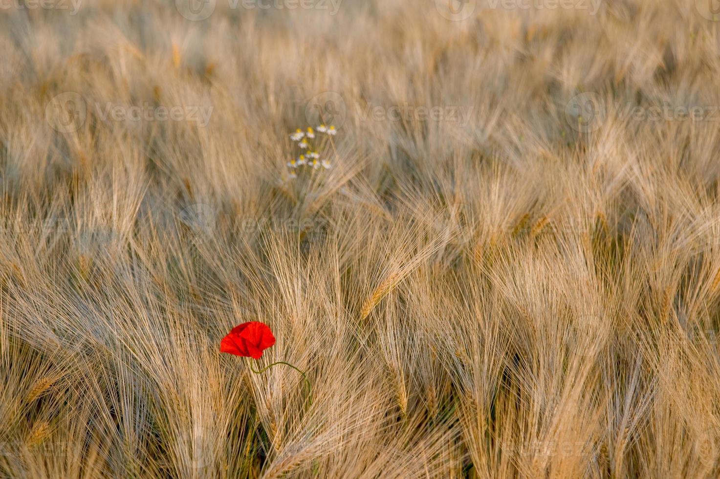 klaproos met oren foto