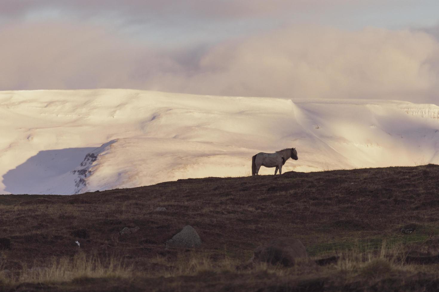 arskogssandur noord ijsland foto