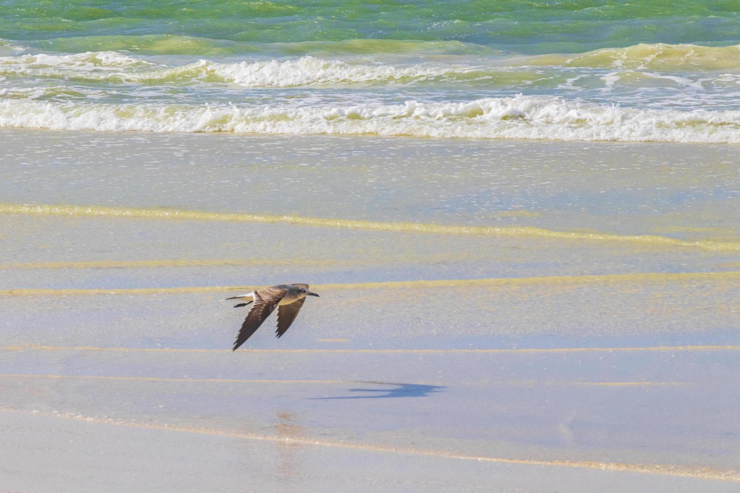 vliegende vogels meeuwen op mooie holbox eiland strand zandbank mexico. foto