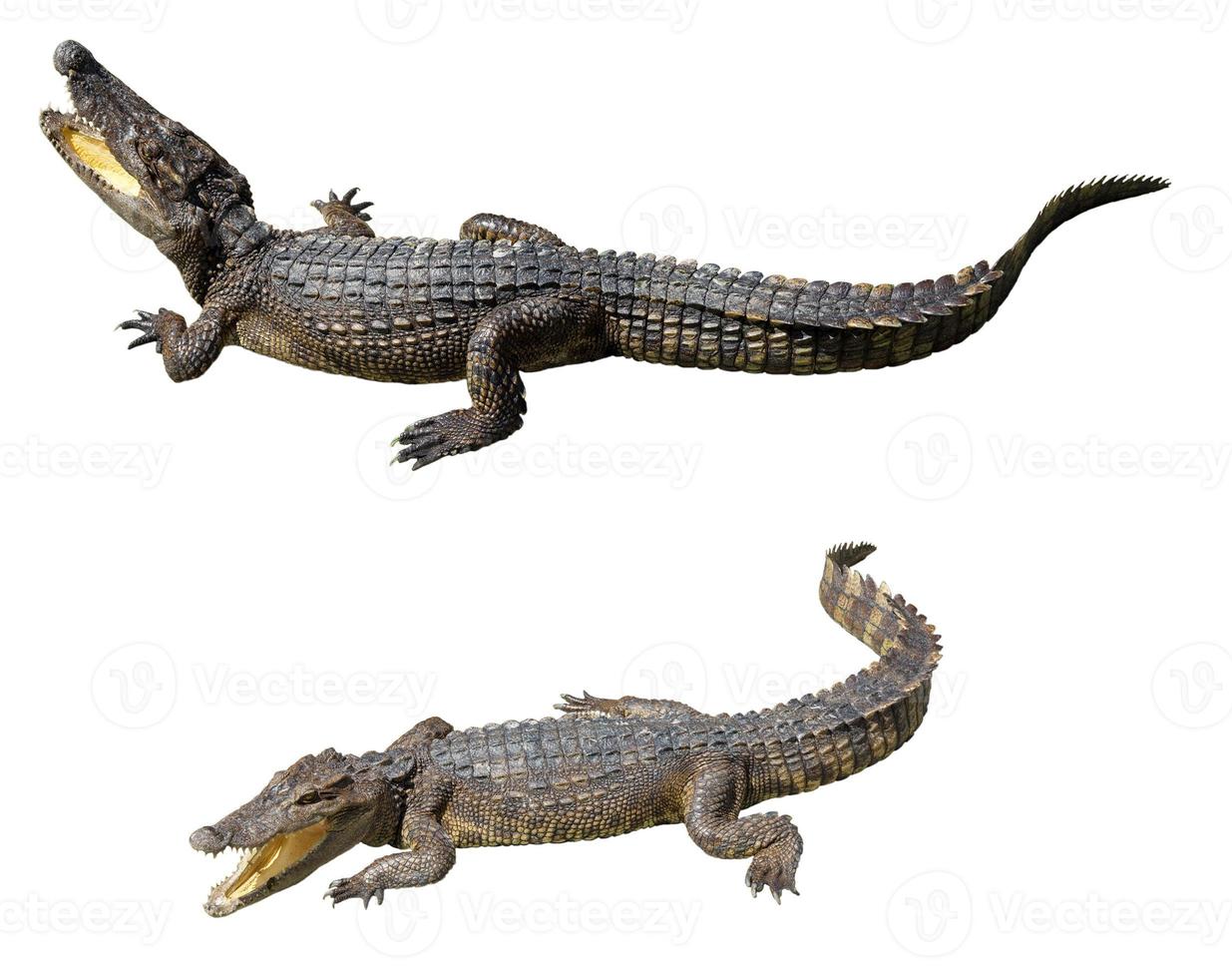 verzameling van krokodil geïsoleerd op een witte achtergrond foto