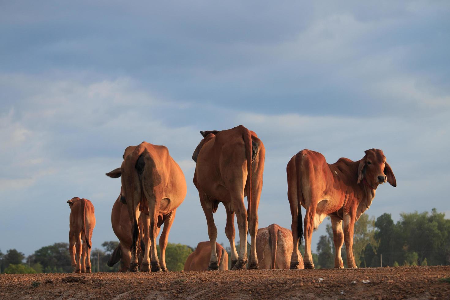 een kudde vee op het platteland bij zonsondergang. foto