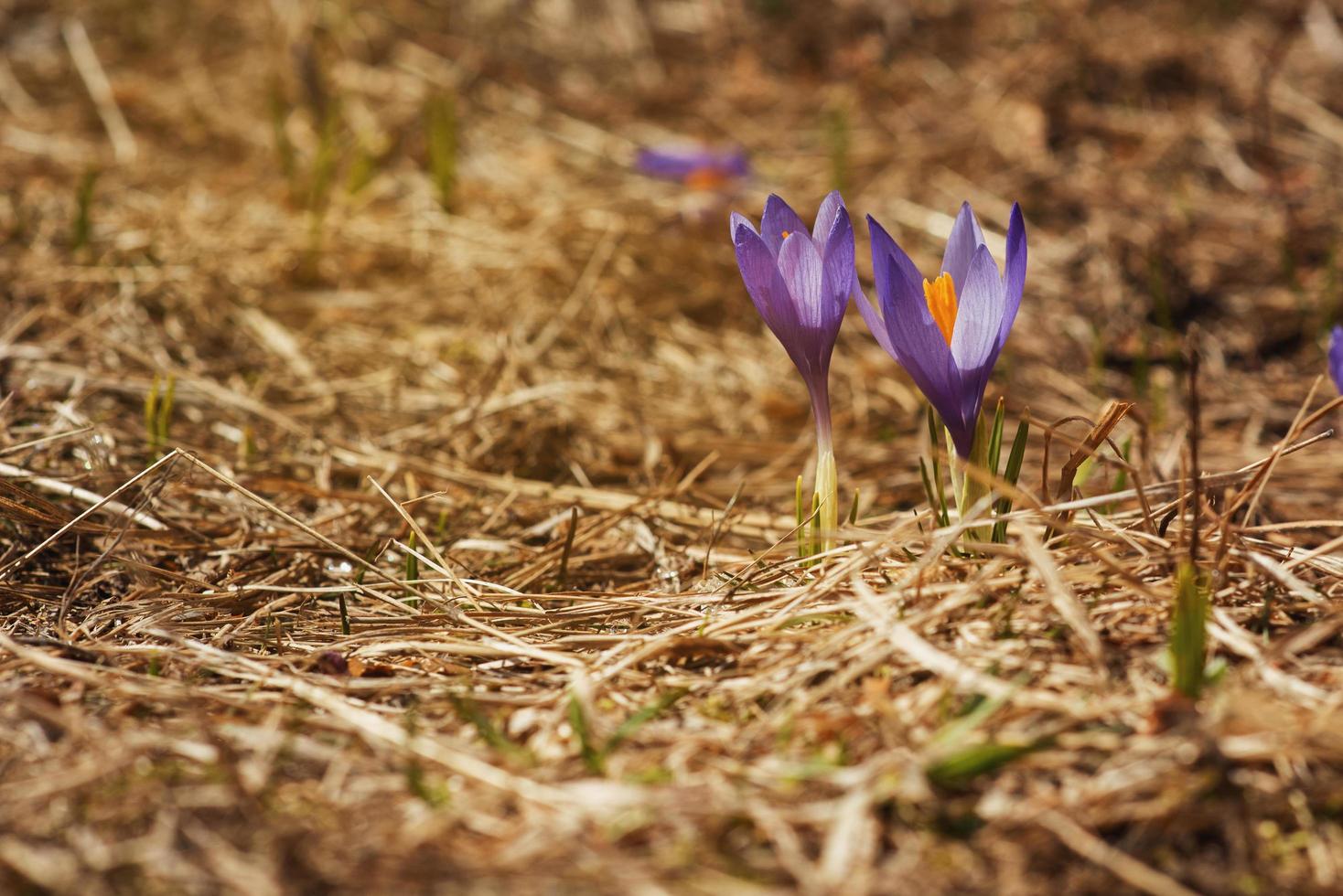 een struik met verschillende krokusbloemen die tussen droog gras bloeit. detailopname foto