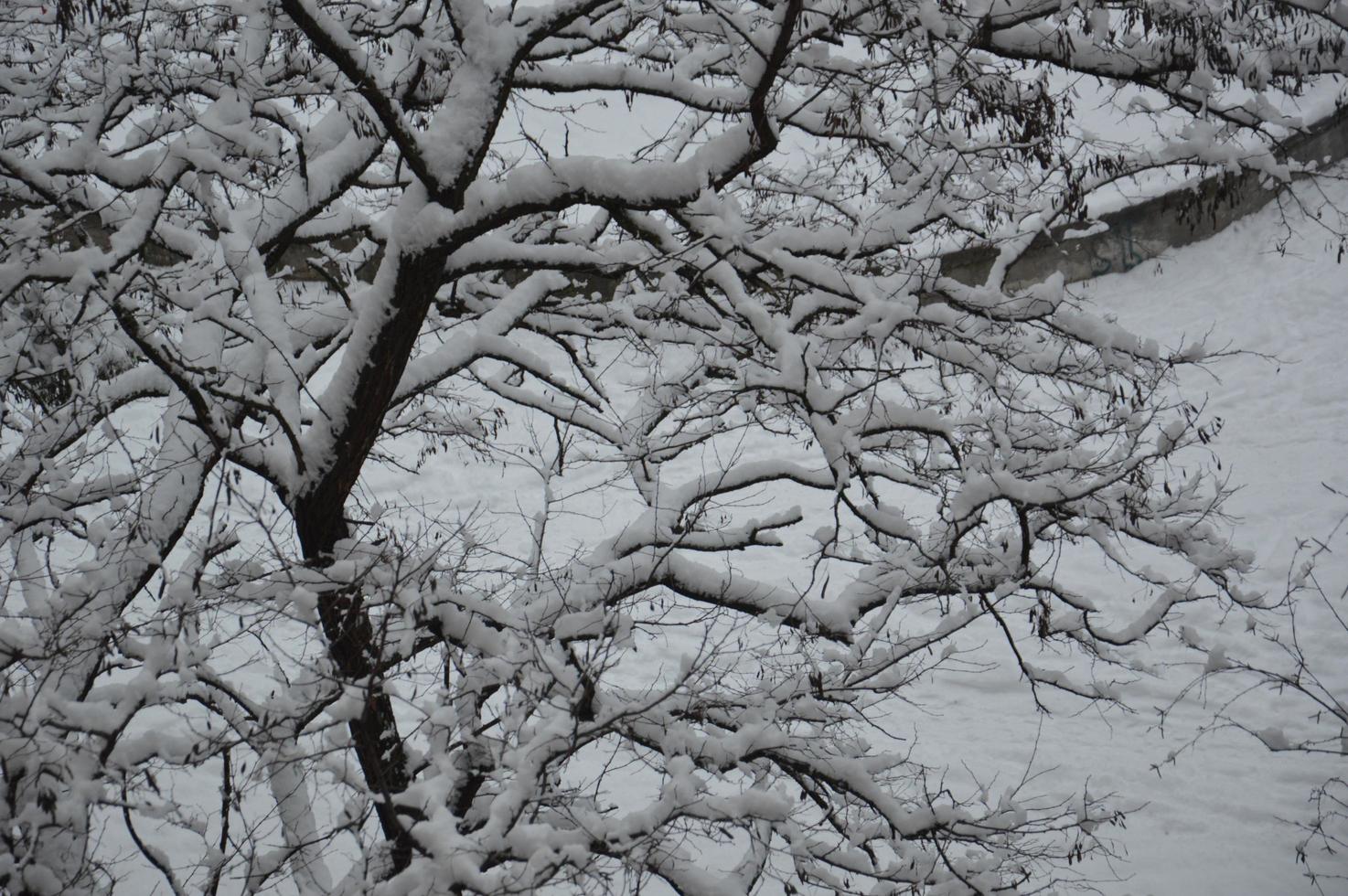 besneeuwde takken en boomstammen in de stad foto