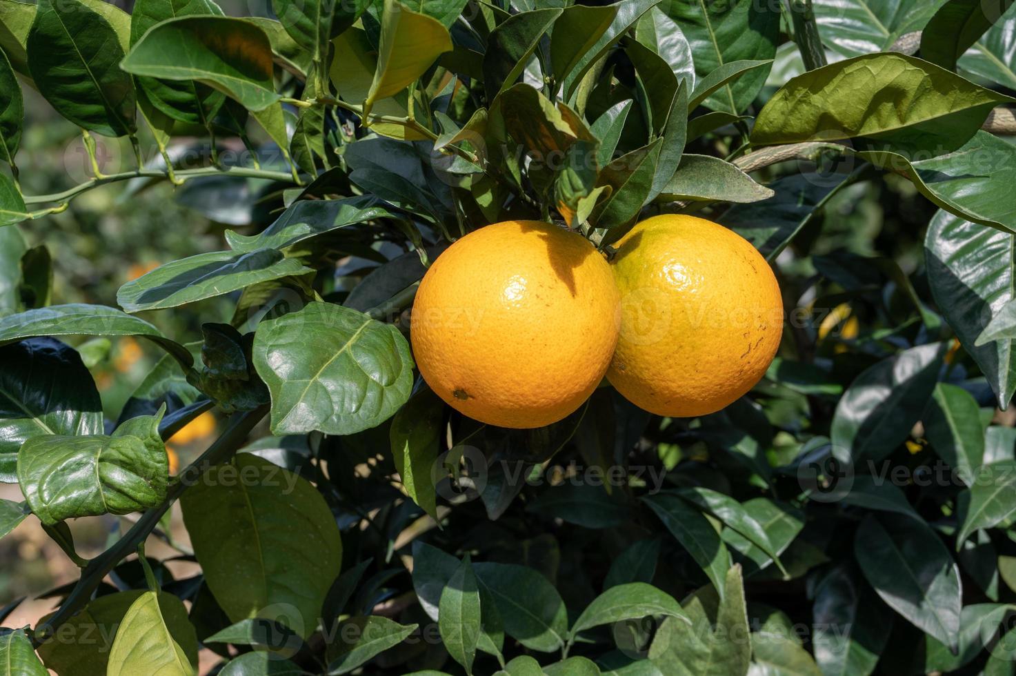 de gouden sinaasappels in de boomgaard rijpten op een zonnige dag foto