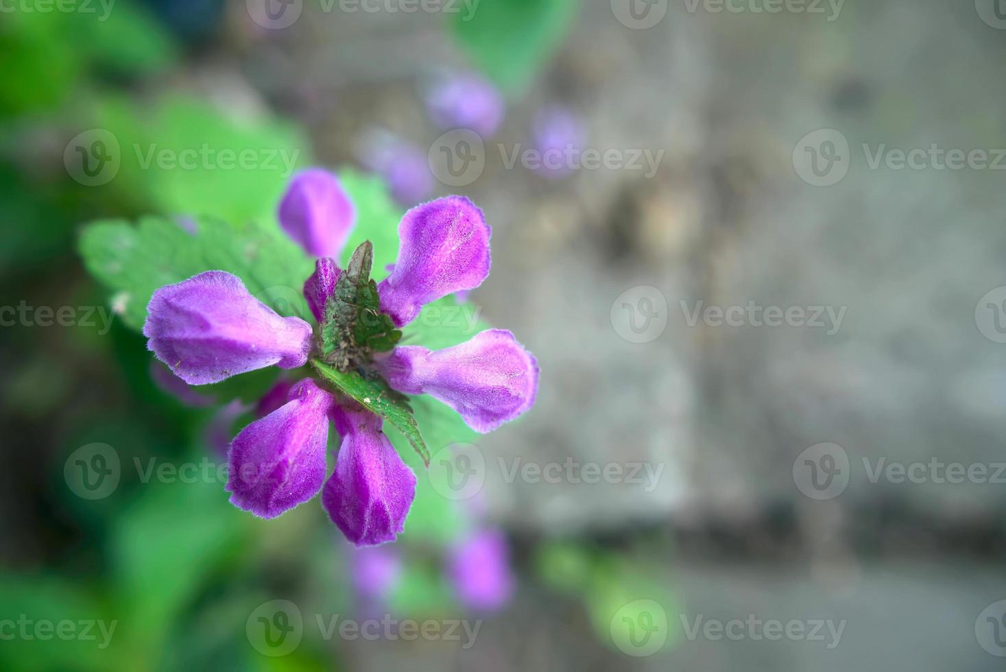 de bloemblaadjes van een open violet bos bloem in het voorjaar. close-up bloemenachtergrond met exemplaarruimte foto