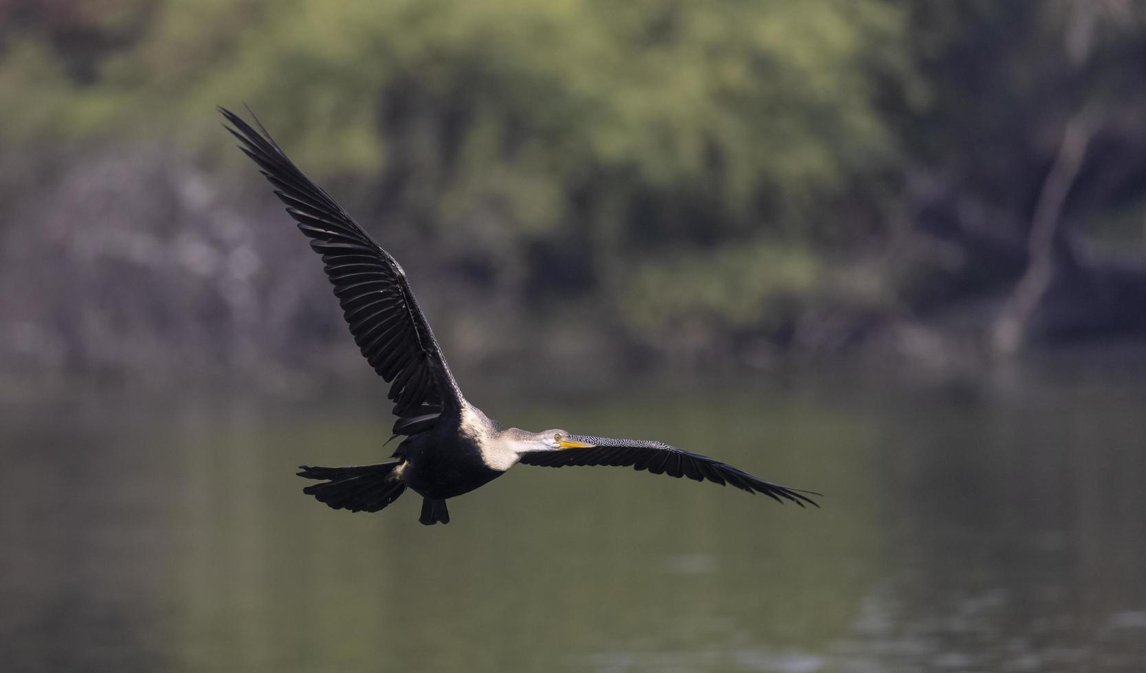 oosterse darter of indische slangvogel die over waterlichaam vliegt. foto