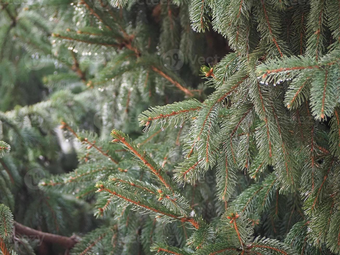 dauwdruppels op dennenboom foto