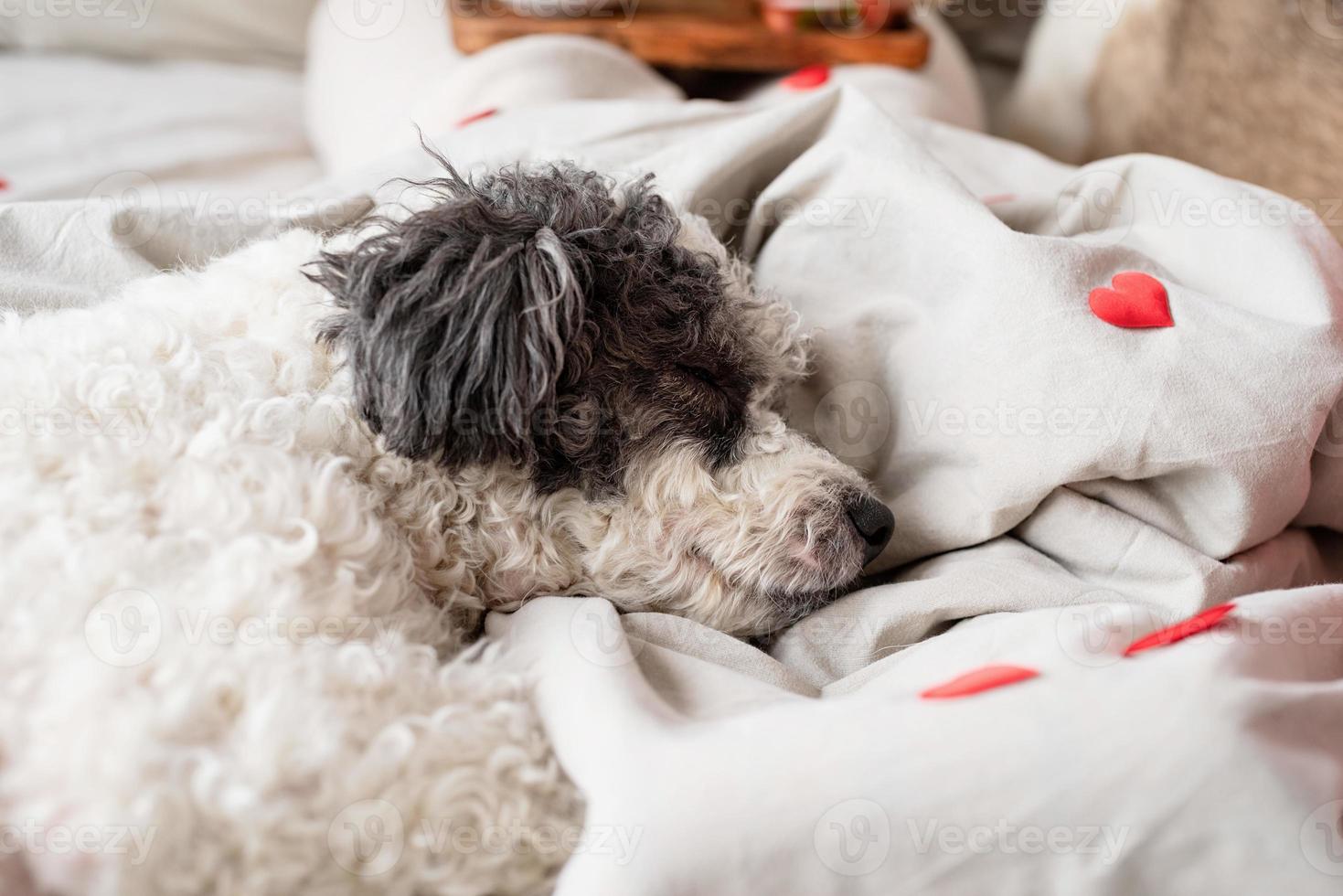 schattige hond op het bed foto