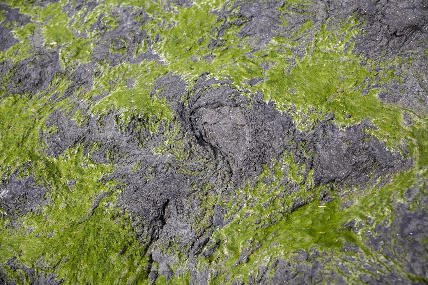 close-up van zeewier groeien op rotsachtige kust en zichtbaar bij eb. selectieve aandacht. foto