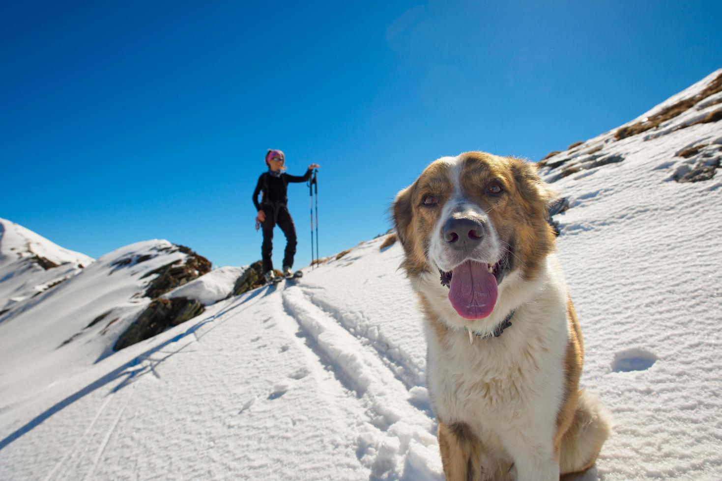 hond in de bergen foto