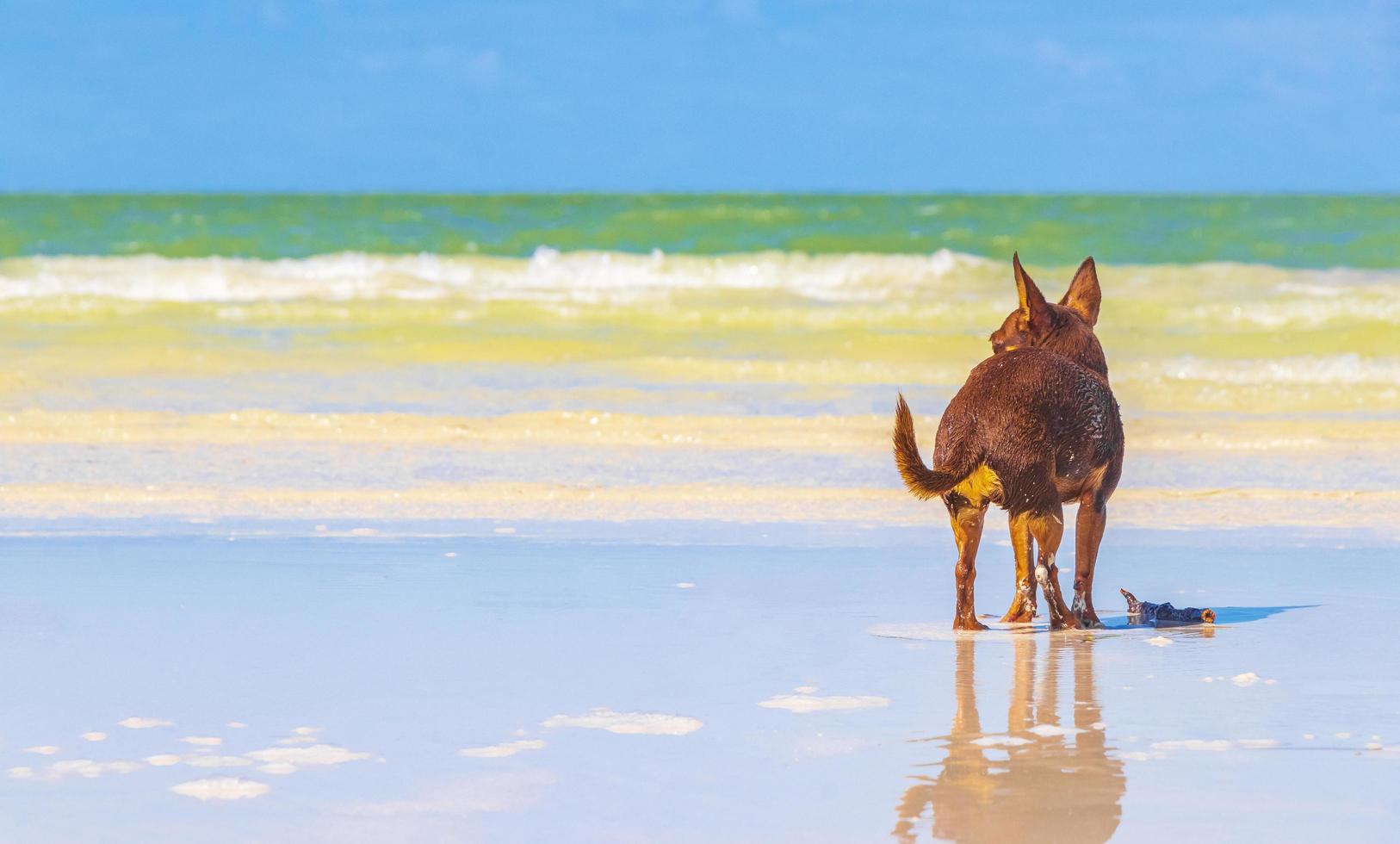 russische speelgoedterriër hond op het strand holbox eiland mexico. foto