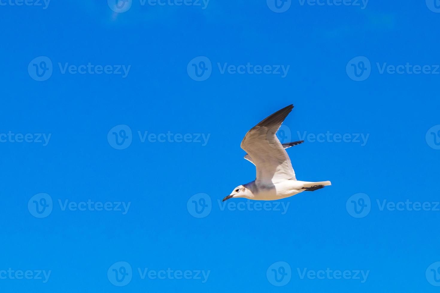 vliegende zeemeeuwvogel met blauwe hemelachtergrond holbox eiland mexico. foto