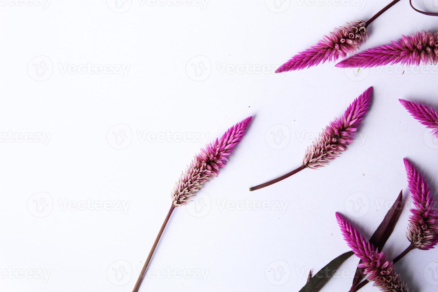 paarse bloemen frame sjabloon foto's met geïsoleerde achtergrond foto