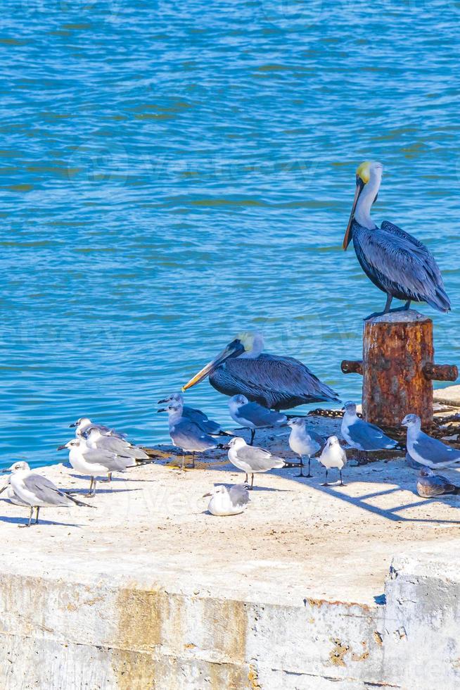 pelikanen meeuwen vogels op de haven van holbox eiland in mexico. foto