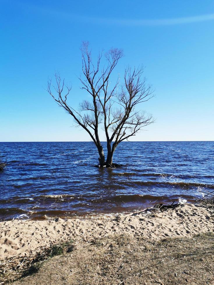 de boom is in het water. het meer overstroomde de bank met een boom. het meer in de lente. zandstrand. foto