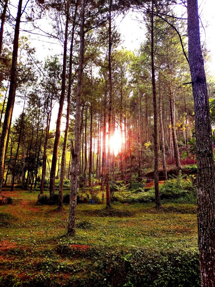 zonsondergang in het bos foto