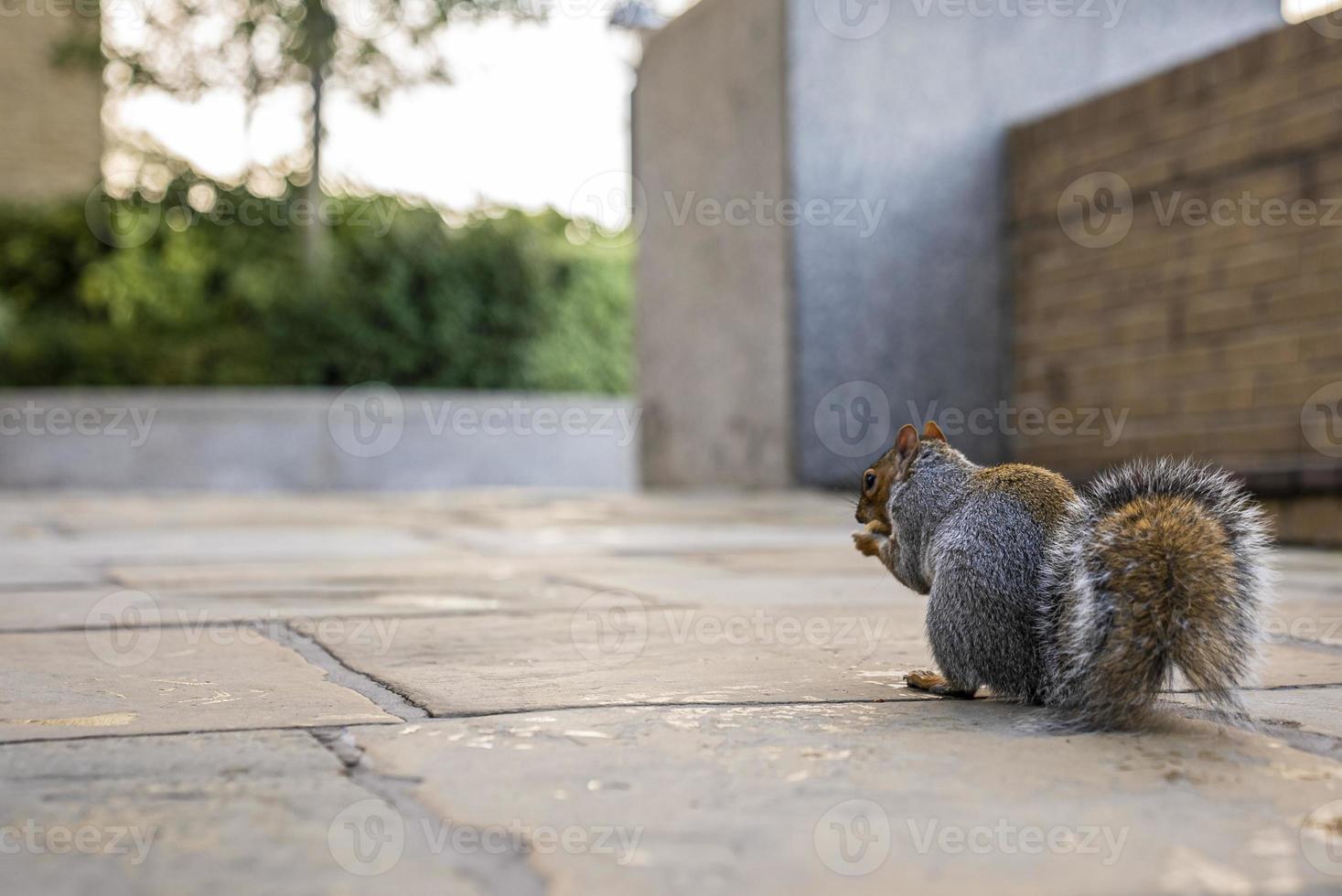 eekhoorn knaagt aan noot op promenade foto