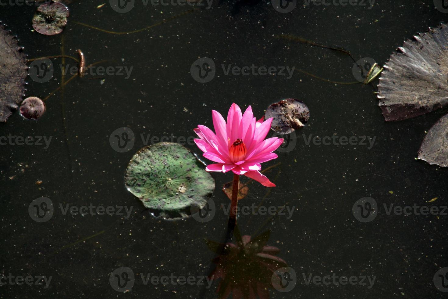 roze lotus die majestueus tevoorschijn komt foto