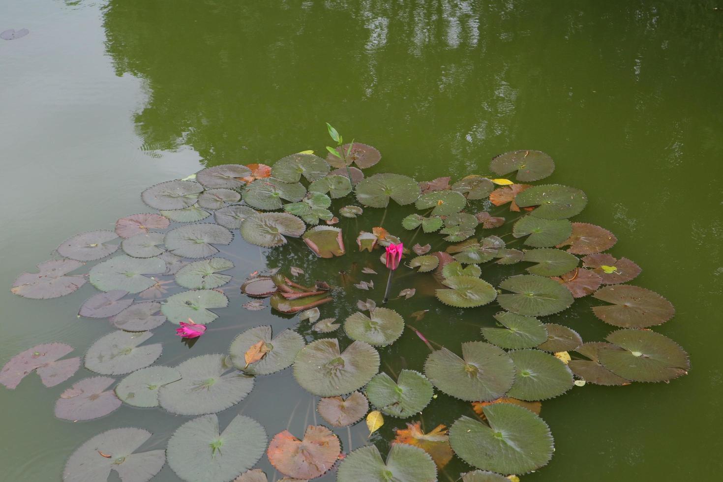 lotusboom aan de rand van het moeras foto