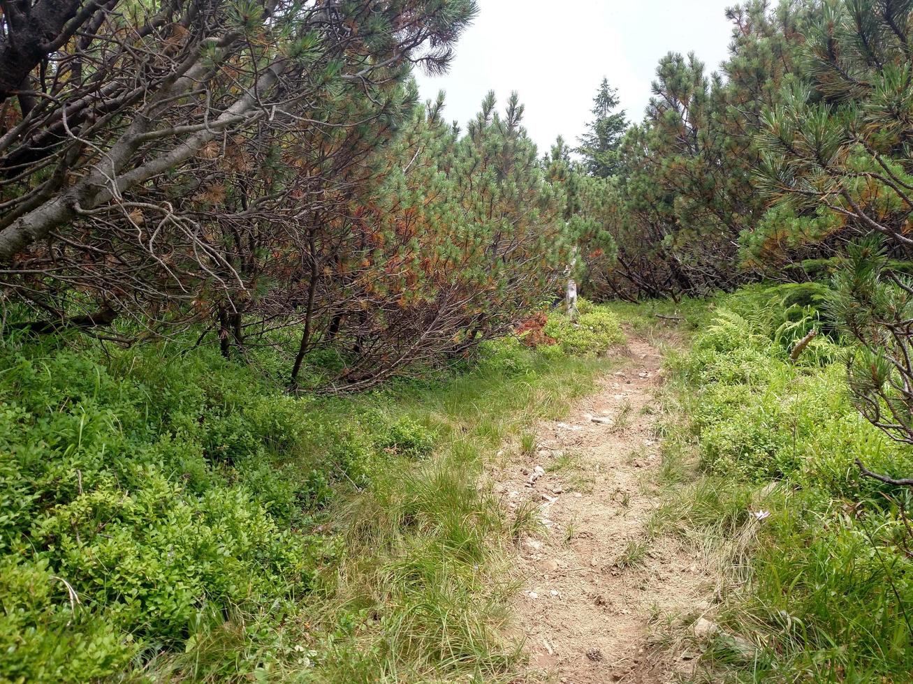 jeneverbespad in bergwandelingen door de berg Karpaten in de buurt van het dorp Lugi foto