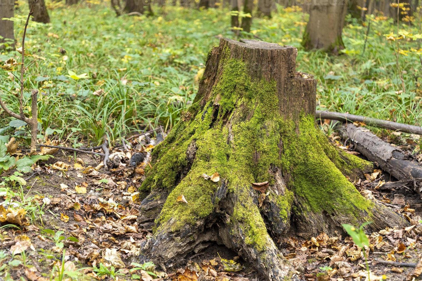 een oude stronk begroeid met groen mos staat in het bos tussen gevallen bladeren. de tijd van het jaar is lente. herfst. foto