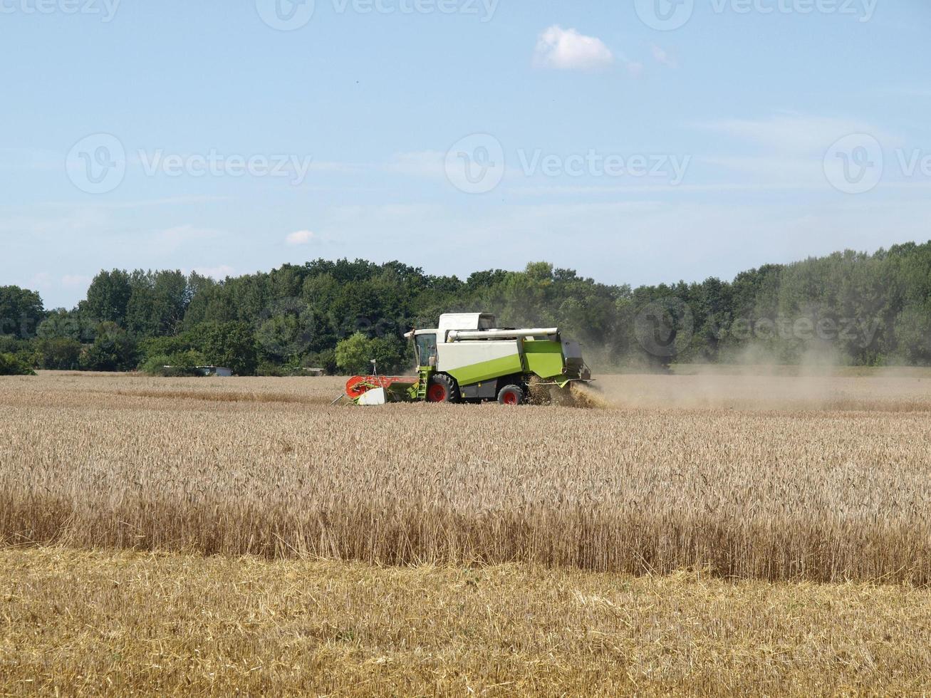 gerste veld oogst foto