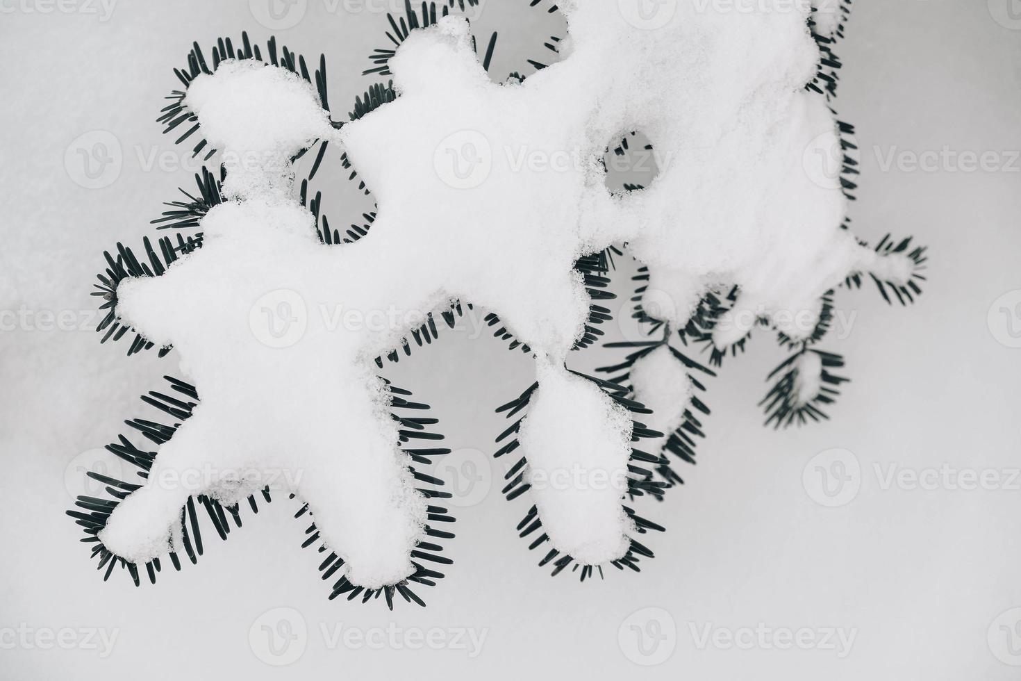 pijnboomtakken bedekt met sneeuw op een besneeuwde achtergrond. bovenaanzicht. kopiëren, lege ruimte voor tekst foto