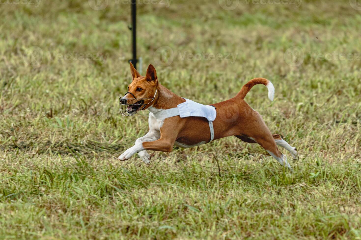 basenji hond rennen in wit jasje Aan coursing veld- foto