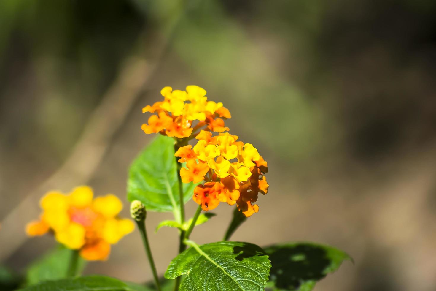 lantana camara bloem foto