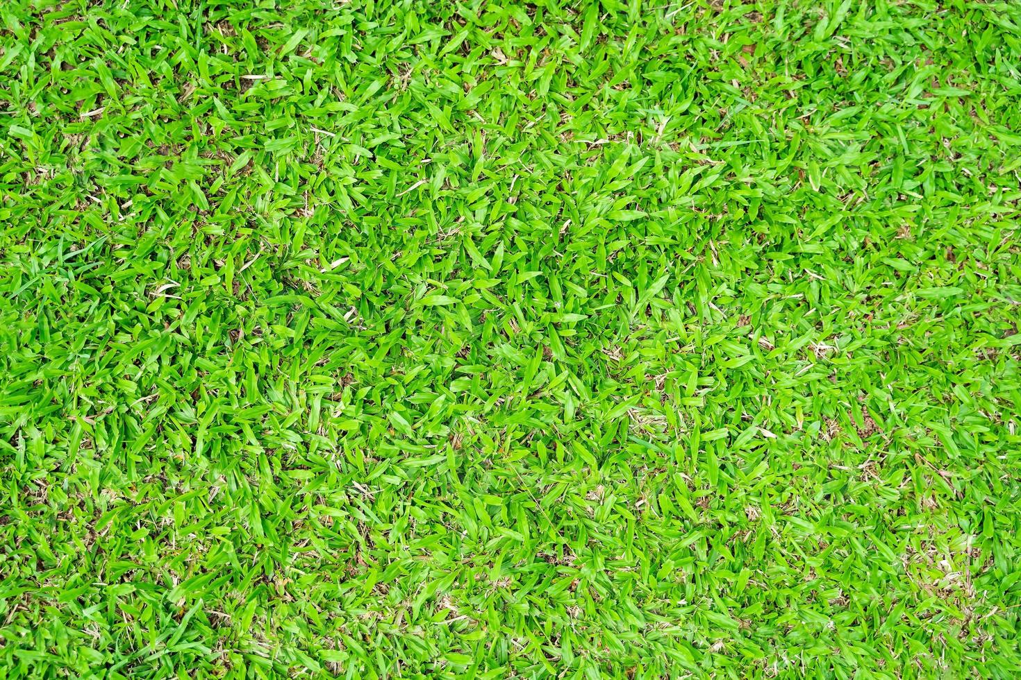 groen gras textuur voor achtergrond. groen gazon patroon en textuur achtergrond. foto