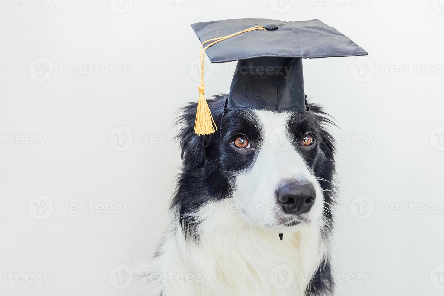 grappige trots afstuderen puppy hondje border collie met komische grad hoed geïsoleerd op een witte achtergrond. kleine hond in afstudeerpet als studentprofessor. terug naar school. coole nerdstijl, grappig huisdier foto