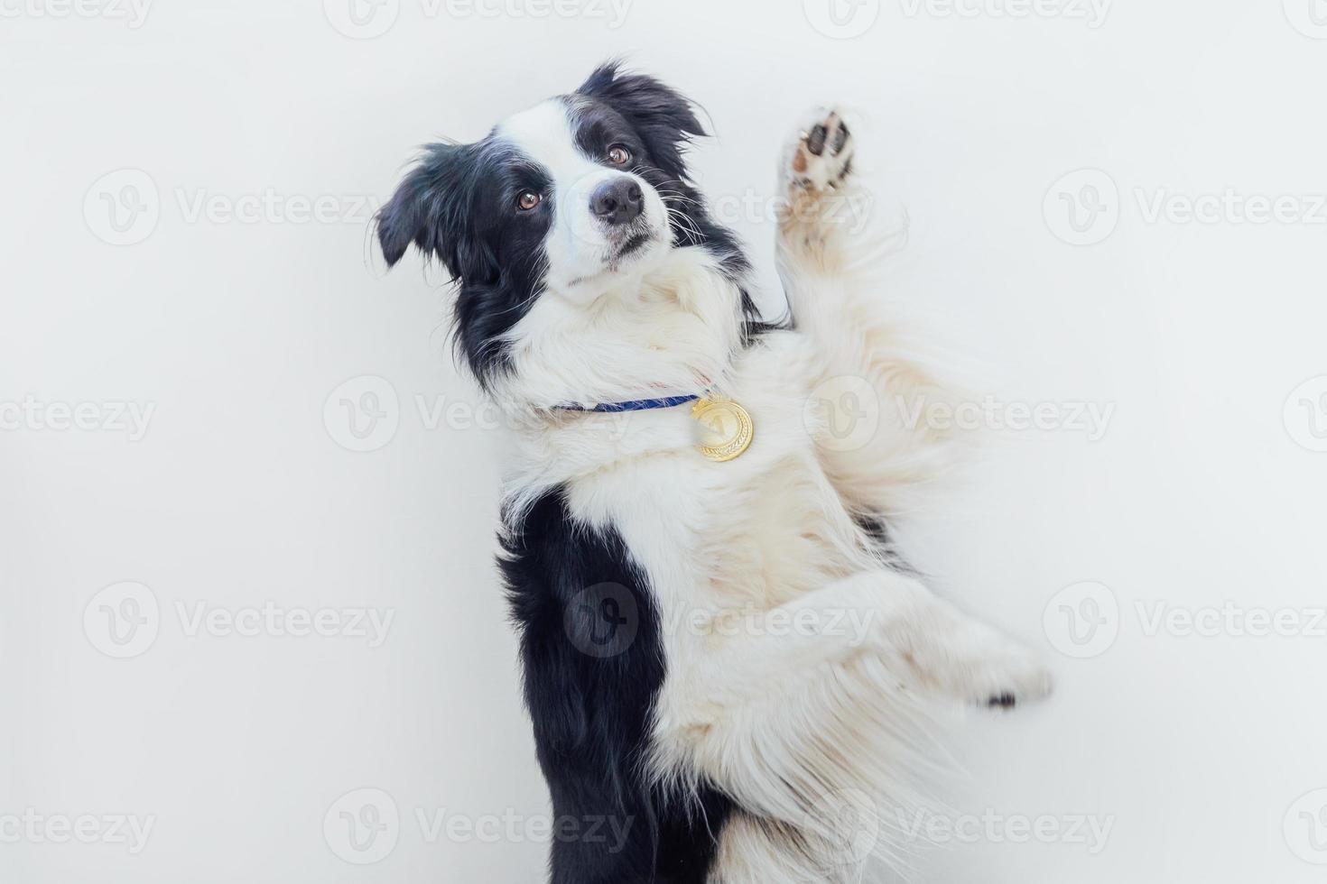 puppy hond border collie dragen winnaar of kampioen gouden trofee medaille geïsoleerd op een witte achtergrond. winnaar kampioen grappige hond. overwinning eerste plaats van de competitie. winnend of succesconcept. foto