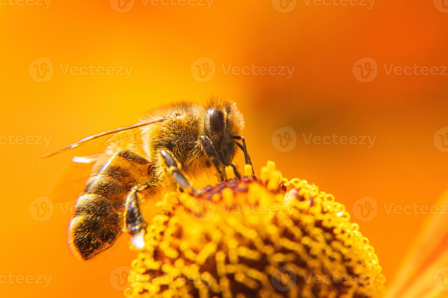 honingbij bedekt met geel stuifmeel drinken nectar, bestuivende bloem. inspirerende natuurlijke bloemen lente of zomer bloeiende tuin achtergrond. leven van insecten, extreme macro close-up selectieve focus foto