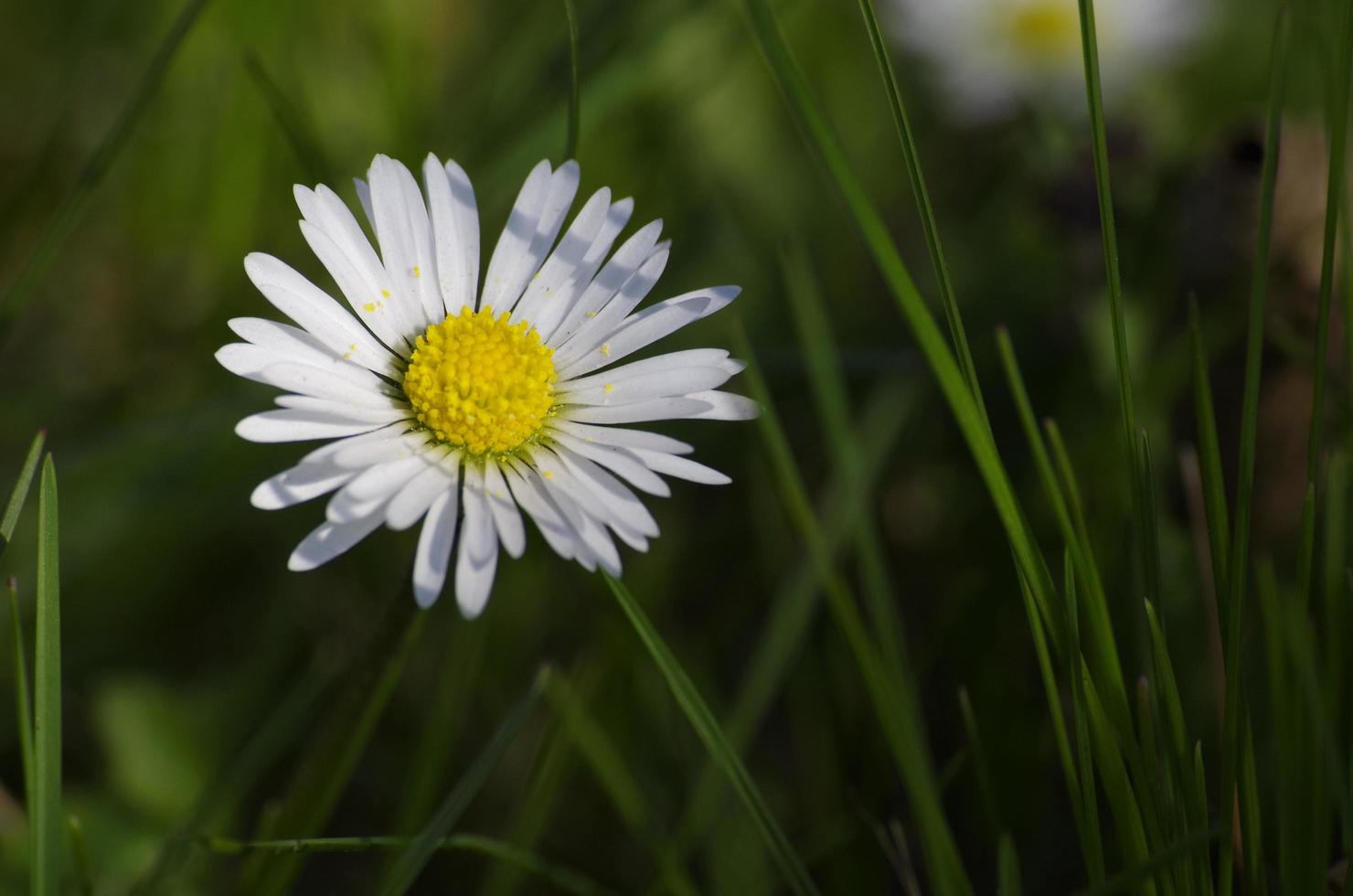 madeliefjebloemen in het frisse groene gras foto