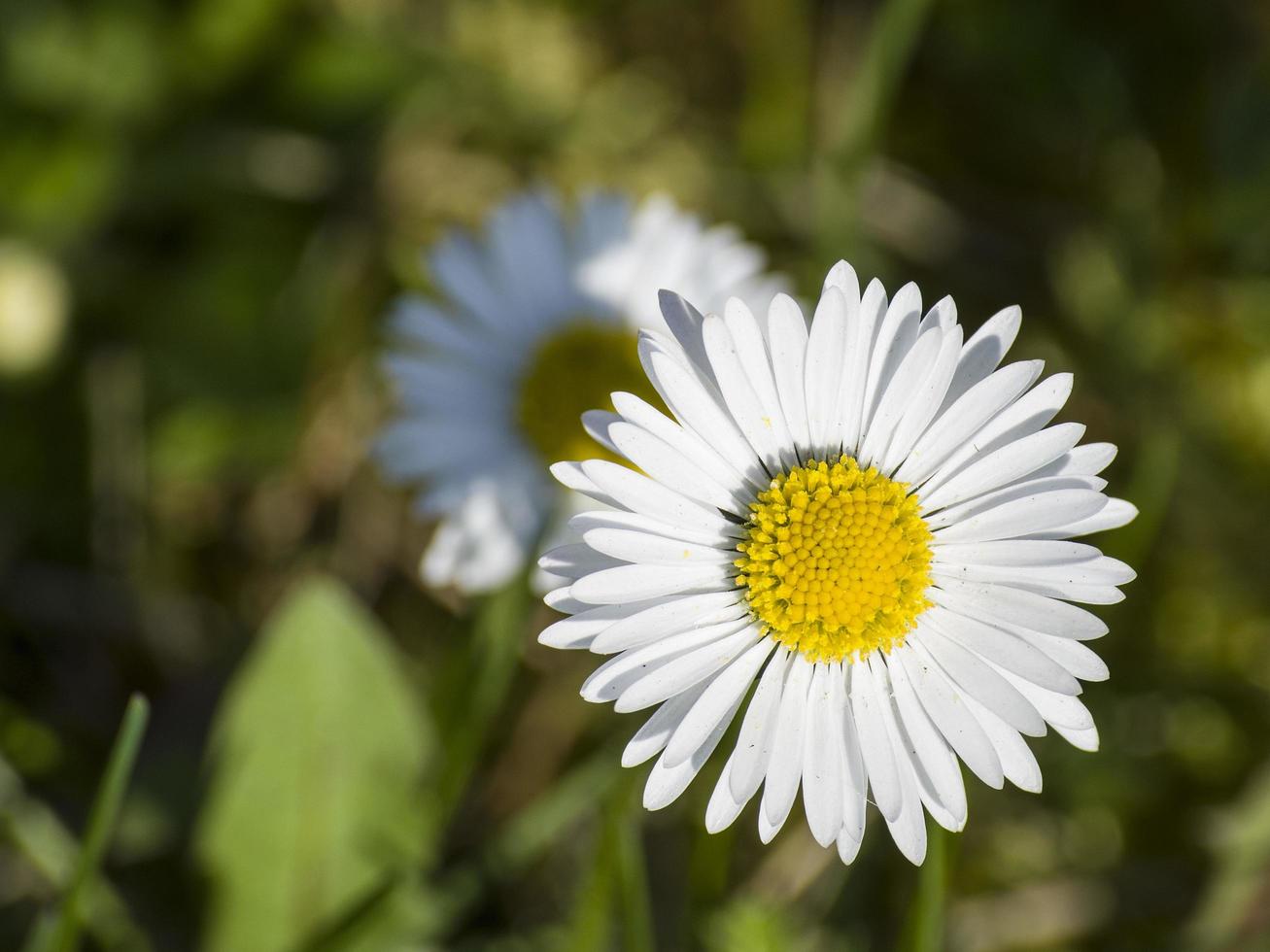 madeliefjebloemen in het frisse groene gras foto