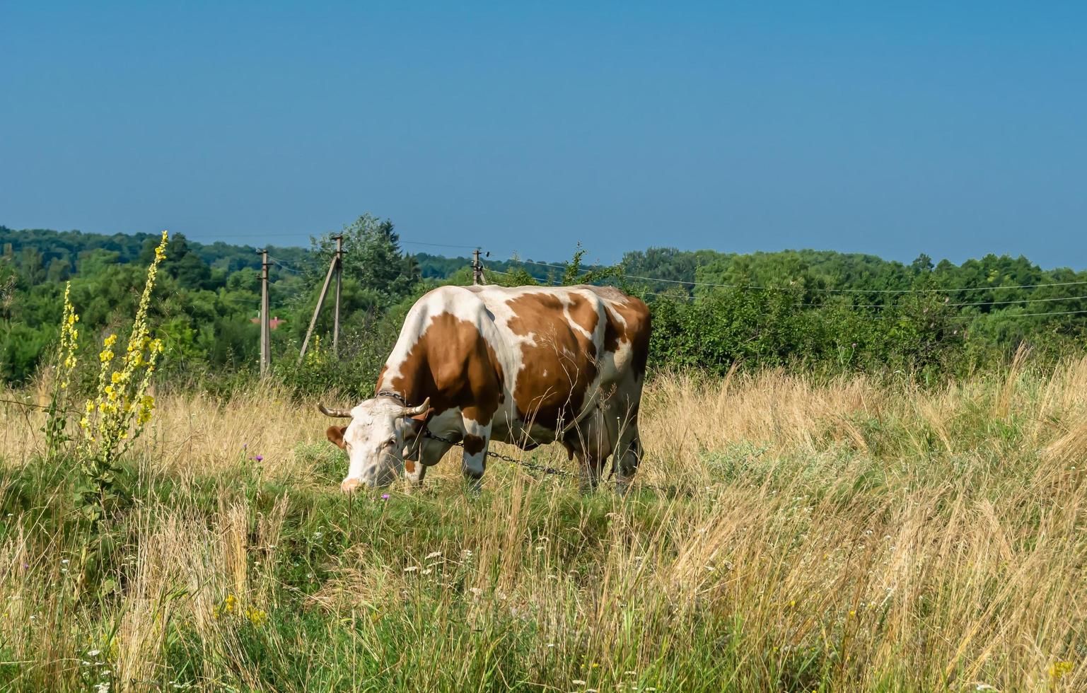 fotografie op thema mooie grote melkkoe foto