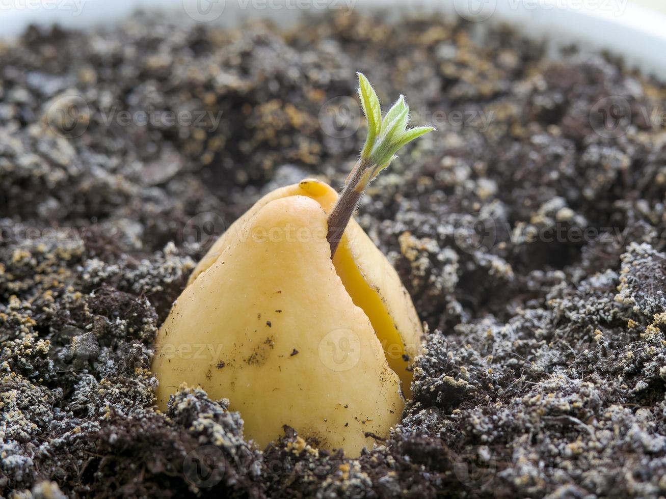 macrofoto van een kleine avocadospruit in de grond foto