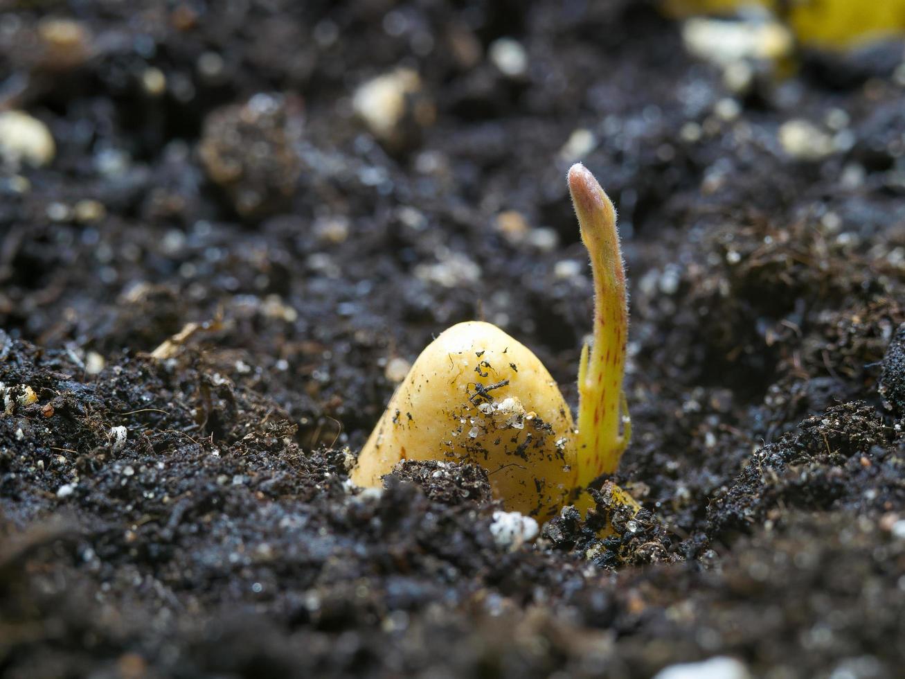 macrofoto van een kleine avocadospruit in de grond foto