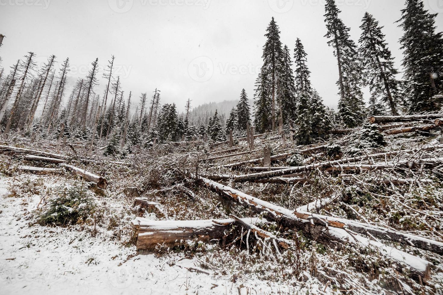 landschap sneeuw bomen en gekapte bomen bos in de winter. bergen op de achtergrond. morske oko, polen foto