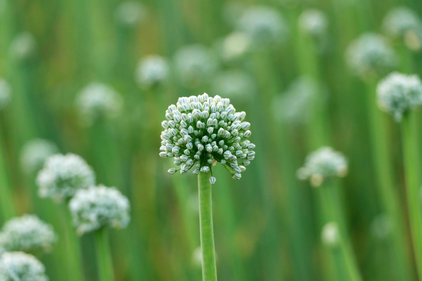 ui bloem met groene achtergrond foto