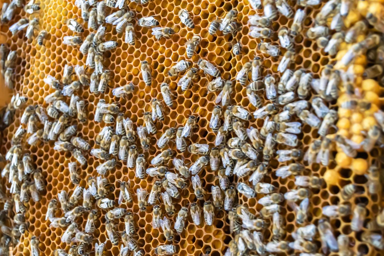 honingraat van bijenkorf gevuld met gouden honing foto