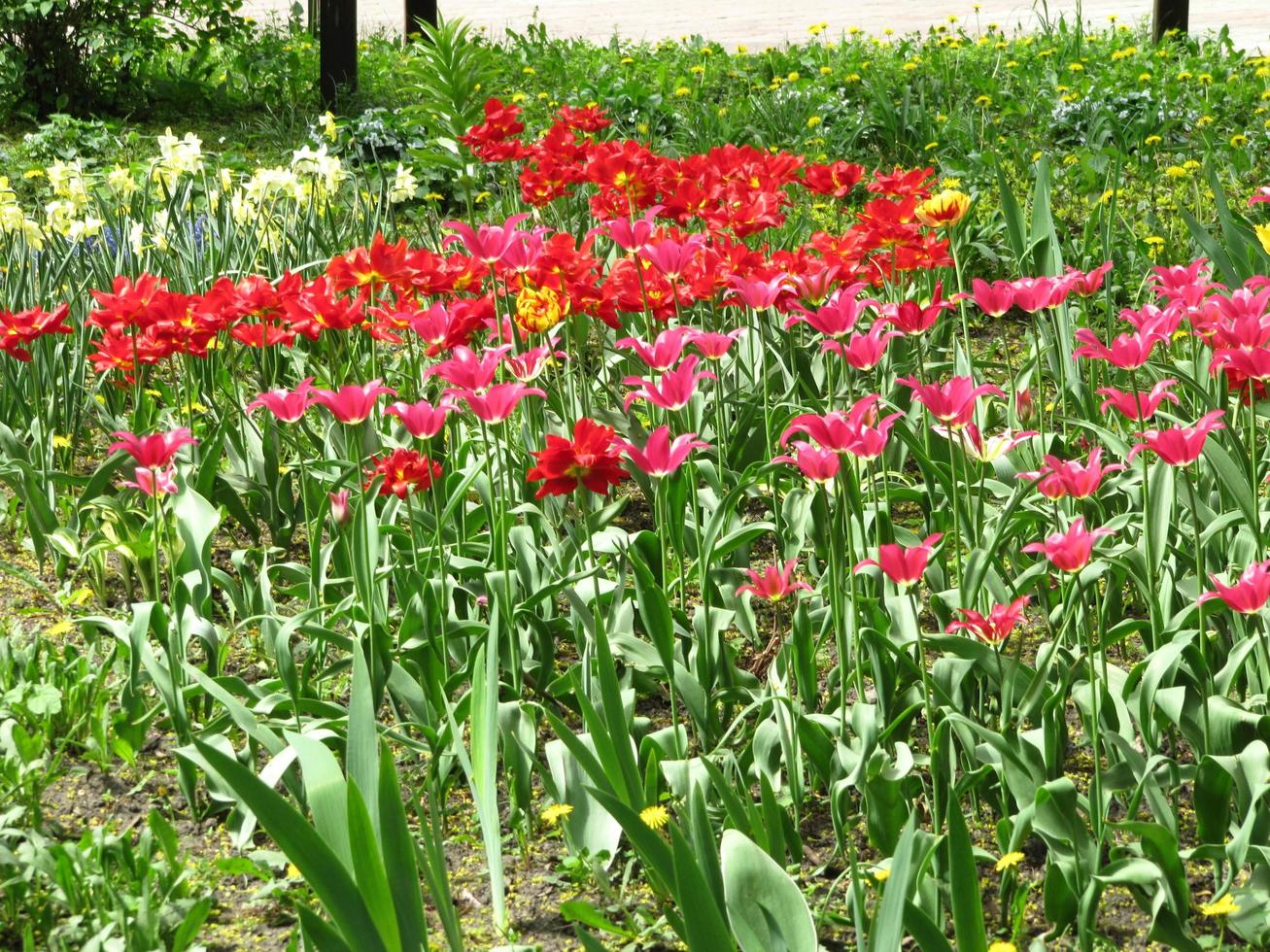 bloeiende rode bloemtulp met groene bladeren, levende natuur foto