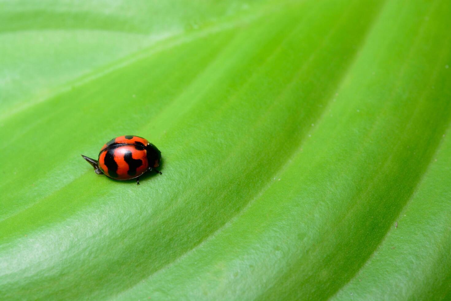 mooi lieveheersbeestje op een groen blad foto