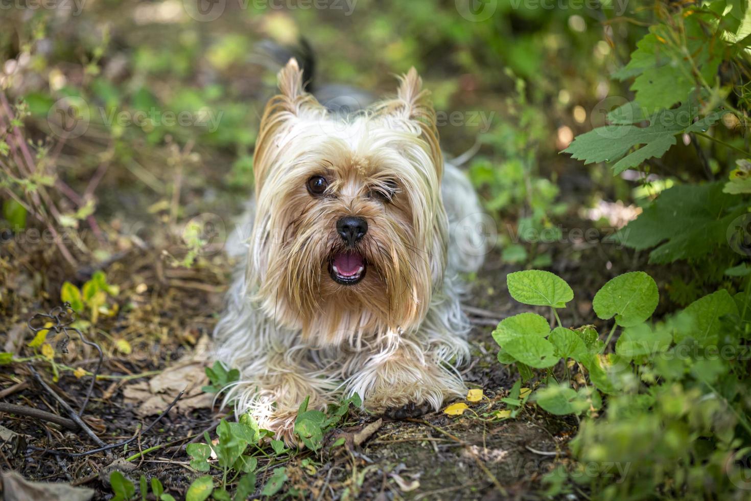 portret van een kleine yorkshire terrier poseren een gras. yorkse hond. foto