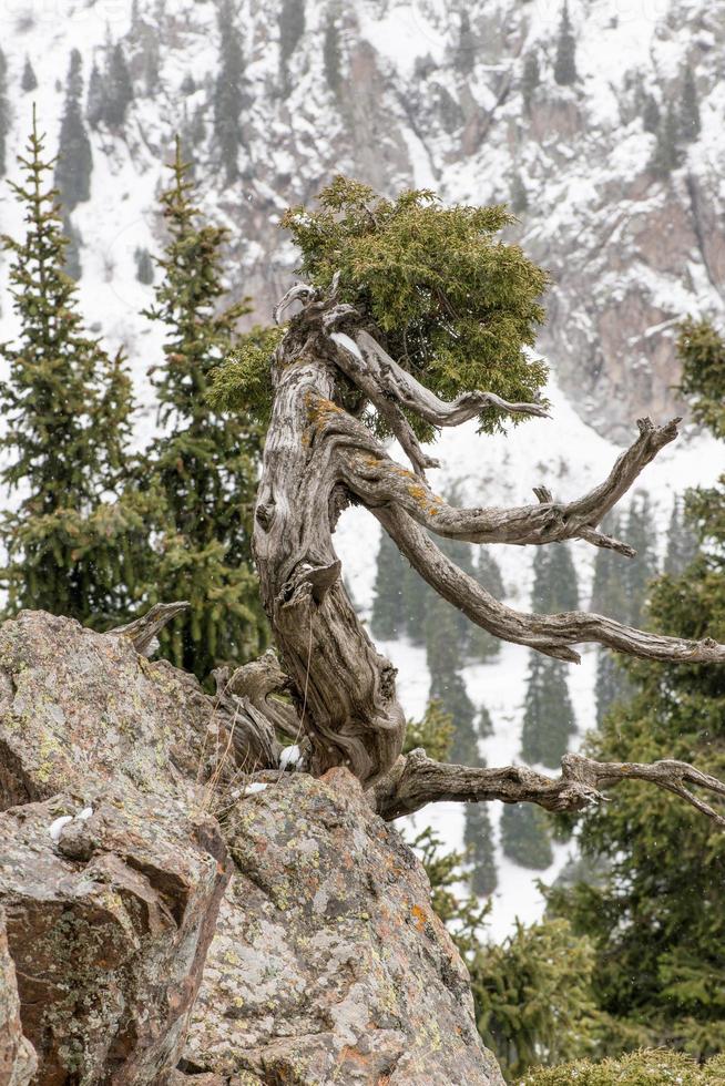 gedroogde boomtak op een rots in de besneeuwde bergen foto
