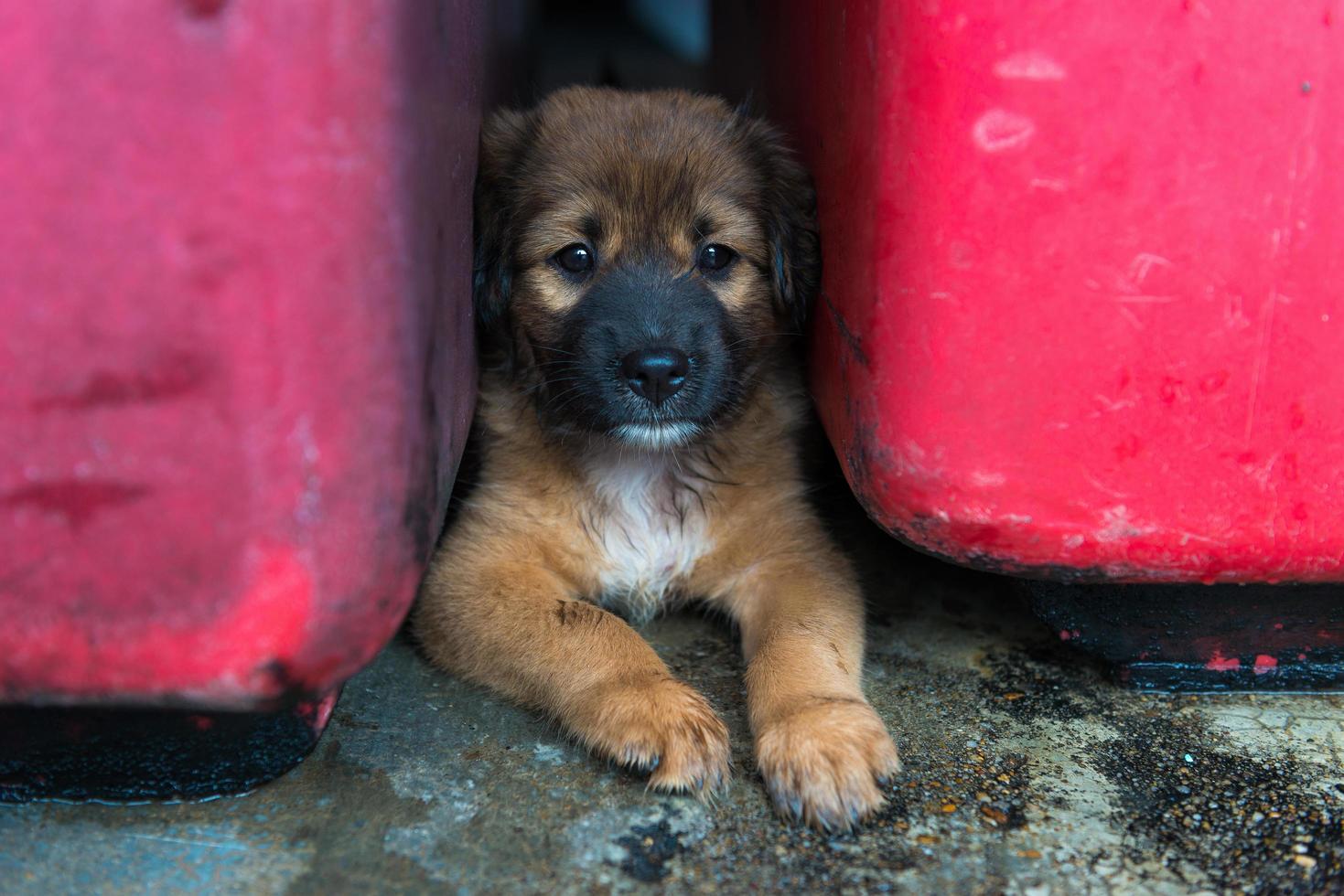 bruine puppyhond die op de grond ligt foto