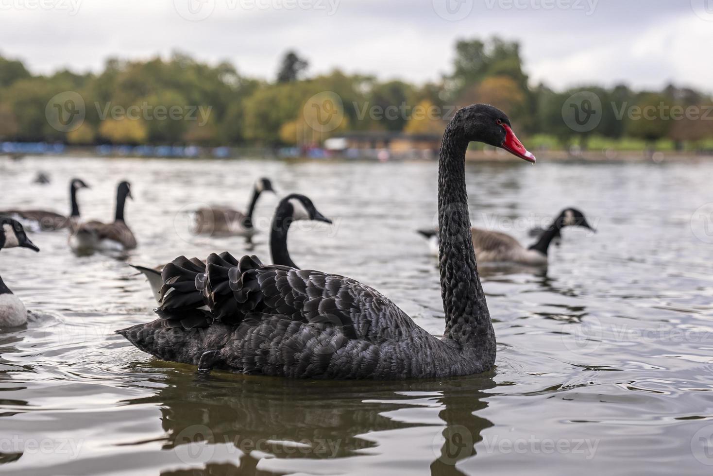 mooie zwarte zwaan met rode snavel drijvend op meerwater in stadspark foto
