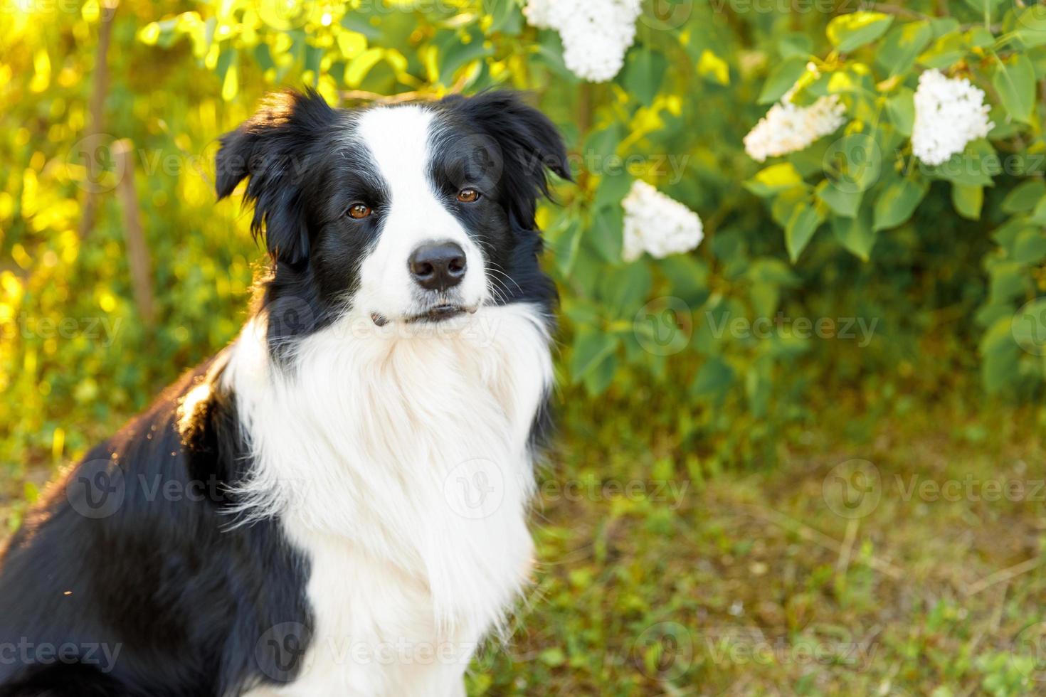 buiten portret van schattige lachende puppy border collie zittend op park achtergrond. hondje met grappig gezicht in zonnige zomerdag buitenshuis. dierenverzorging en grappige dieren leven concept. foto